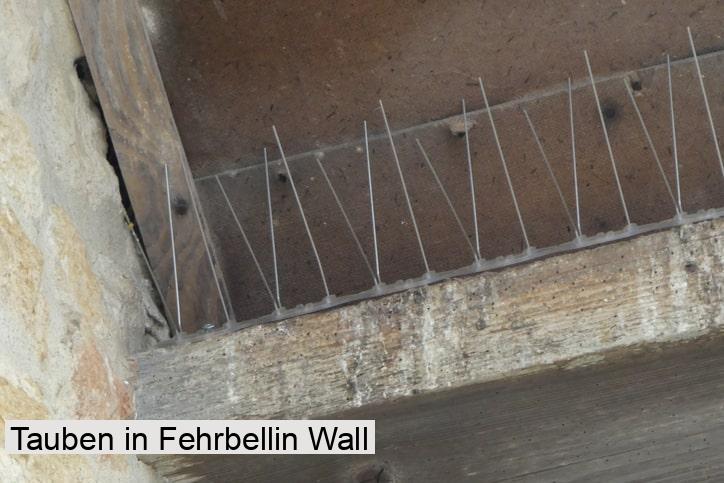 Tauben in Fehrbellin Wall